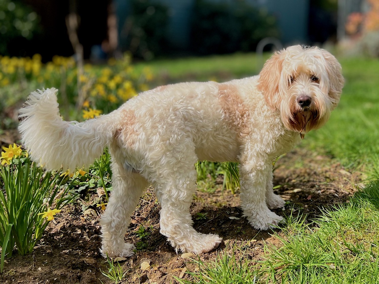 Caramel sales parti labradoodle